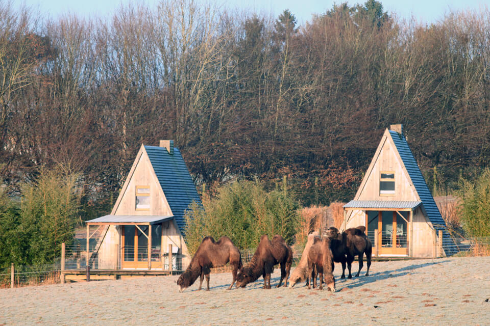 Chameaux-et-zoobservatoires-Cerza-Safari-Lodge-Herminal-Les-Vaux.jpg