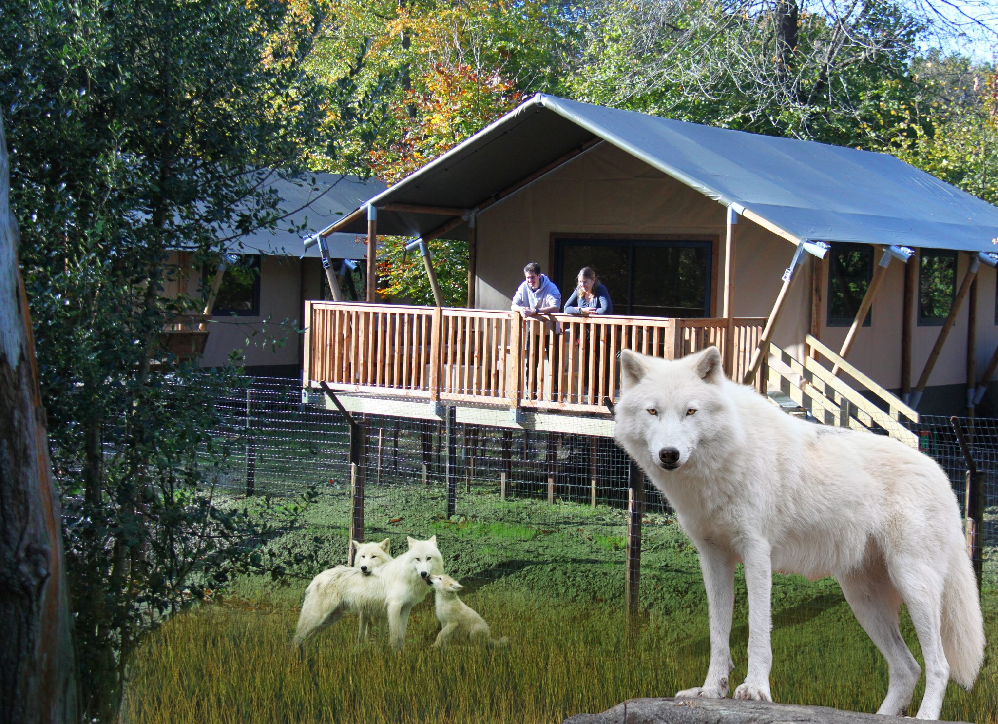 Loups-blancs-et-tentes-Cerza-Safari-Lodge-Herminal-Les-Vaux.jpg