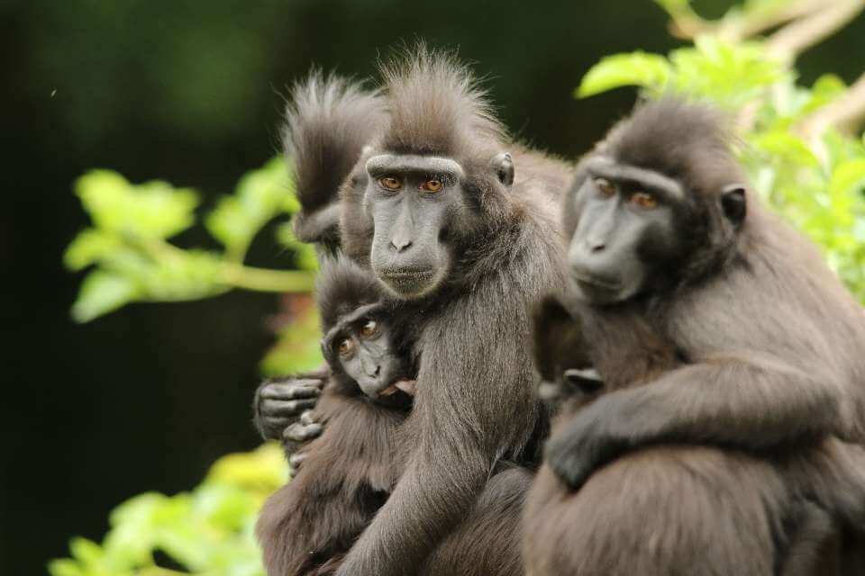 Macaque-a-crete-Cerza-Safari-Lodge-Herminal-Les-Vaux.jpg