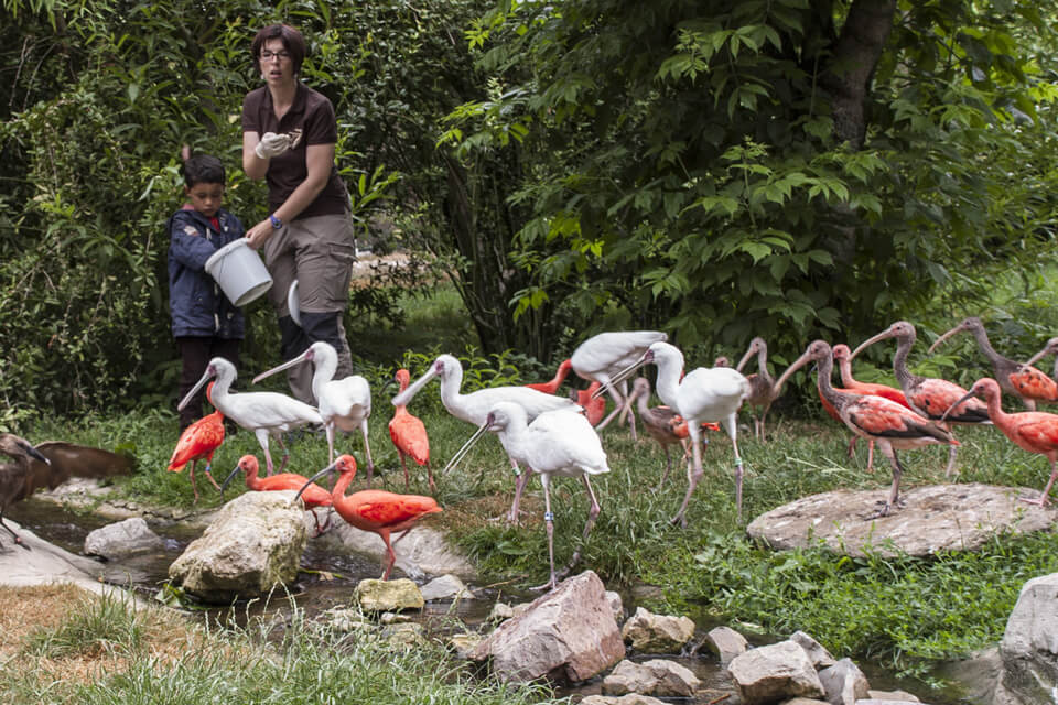 Nourrir-les-animaux-Cerza-Safari-Lodge-Herminal-Les-Vaux.jpg