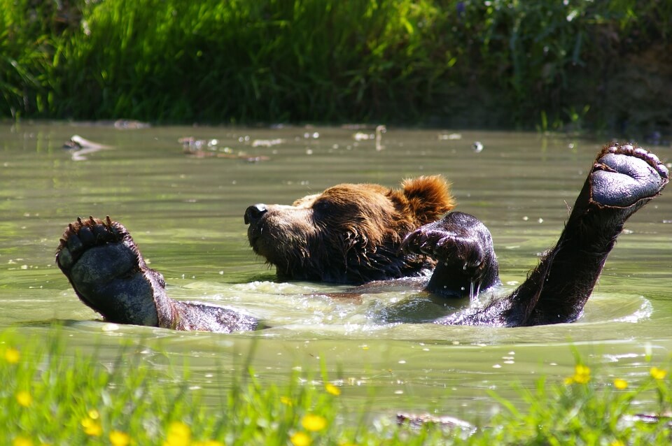 Ours-brun-Cerza-Safari-Lodge-Herminal-Les-Vaux.jpg