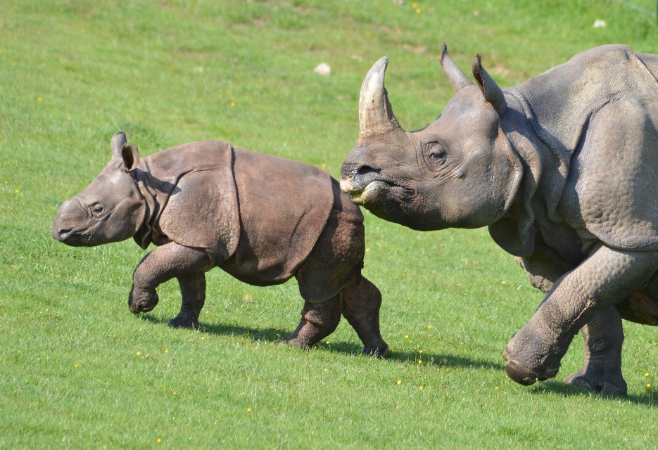 Rhinoceros-indien-Cerza-Safari-Lodge-Herminal-Les-Vaux.jpg