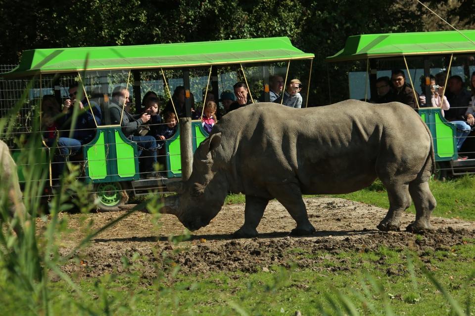 Train-et-rhinoceros-Cerza-Safari-Lodge-Herminal-Les-Vaux.jpg